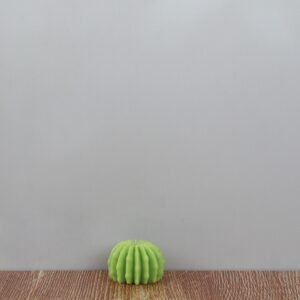 Maceta circular con cactus